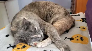 Tsuki's Sleepy Snuggling and Cozy Cat Naps