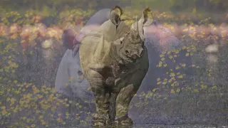 African rhino poaching crisis | WWF