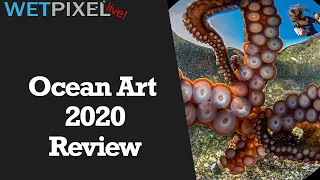 A Review of the Winning Images from Ocean Art 2020