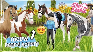 IK KOOP DE NIEUWE PAINT HORSES! 😍 MET SPECIALE DRAAI! - Update | Star Stable | Daphne draaft door