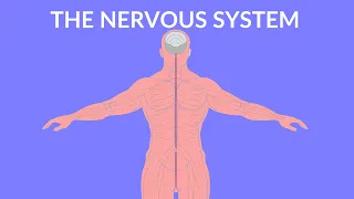 The Nervous System  | Video for Kids