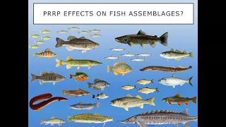 Penobscot River Fish Assemblages following dam removal