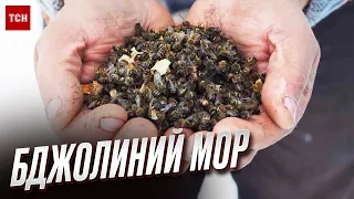 😱🐝 Пасіки пустіють! Жахливий мор бджіл в Україні!