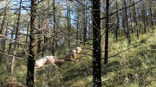 Two bucks shot while fighting up close. (Bow hunting Australia)