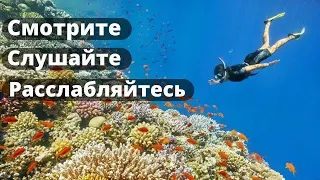 Лучший коралловый риф в Шарм Эль Шейхе / Кораллы красного моря / Отдых в Египте