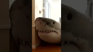 A SHARK BROKE INTO MY HOUSE!😬