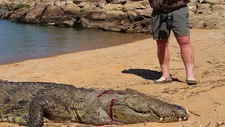 Hunting the Nile Crocodile in Mozambique!! Africa.