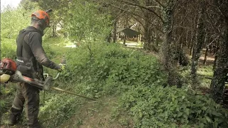 Honda UMK450XE Brushcutter in an Overgrown Forest - Oregon Jet Fit   2.4 mm Flexiblade