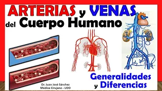 🥇 Arteries vs Veins. GENERALITIES and DIFFERENCES