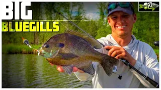 Bluegill Fishing Tips with Bobbers and Plastic Lures