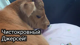 ДОЛГОЖДАННЫЙ ОТЁЛ! У коровы Фанты РОДИЛСЯ телёнок!