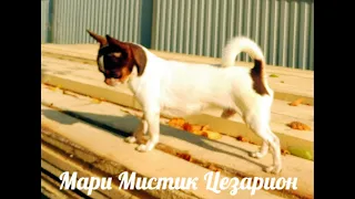 #ПРОДАЮ ПОДРОСТКОВ ЧИХУА МАРИ МИСТИК ЦЕЗАРИОН И ЦЕРИОС#ПИТОМНИКРКФМАРИМИСТИК#куплючихуапродающенков