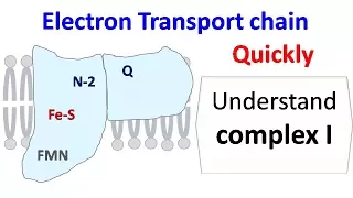 NADH dehydrogenase (complex 1 of ETC)