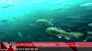 Мобильный репортер в Охотском море заглянул под лед.