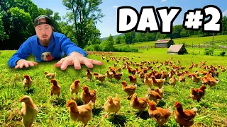 I Bought the Most Expensive Rare Breed Newborn Chickens for My Farm! *NO EXPERIENCE*