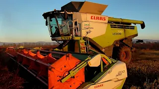 Claas Lexion 770TT +V1200 //žatva pohánky 2020