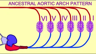 lamprey circulation to gills