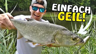 Topwater ACTION im Sommer (inkl. LIVEBISS)! Angeln auf Rapfen, Barsch, Döbel & Co.!