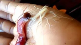 The Proboscis Worm's Mouth of Horrors