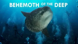 Mola Mola: Behemoths of the Deep