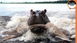 Hippos Exact Retribution On Crocodile Who Killed a Calf