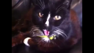 Cat Forgets His Tongue Is Stuck Out Funny LOL LMAO You've Been Framed