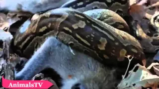 Python vs Monkey compilation - Baboon- snake and monkey full hd