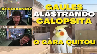 Gaules ALASTROU CARA DA CALOPSITA até ele QUITAR