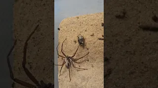 six eyed sand spider #shorts