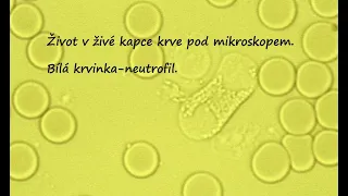 Bílá krvinka neutrofil.