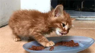 Cute Ginger Kittens Eating Food, They Are So Hungry - Anak Kucing Lucu - Cats Meowing