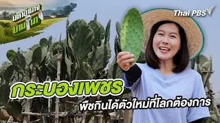 กระบองเพชร พืชกินได้ตัวใหม่ที่โลกต้องการ | มหาอำนาจบ้านนา