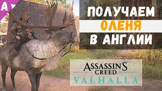 КАК ПОЛУЧИТЬ ОЛЕНЯ в Assasin's Creed Valhalla [Вальгалла]