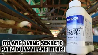 IMPORTANTE NA MAGBIGAY NG AMINO ACIDS SA NANGINGITLOG NA MGA MANOK