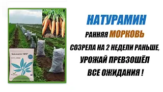 Натурамин на моркови. Ранняя морковь созрела на 2 недели раньше, урожай превзошёл все ожидания!