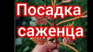 Посадка саженца винограда весной поэтапно.  Как мы садим виноград.