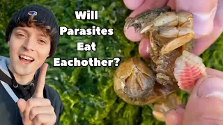 Will Invasive Shrimp Parasites EAT EACH OTHER? (Full Video)