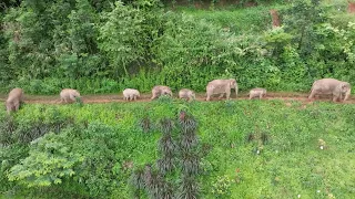 Villagers in China's Yunnan seeking coexistence with elephants