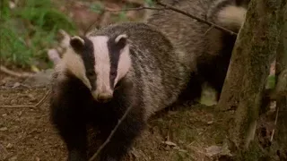 Lost Badger Cub Reunites With Family | Natural World: Badgers - Secrets of The Sett | BBC Earth