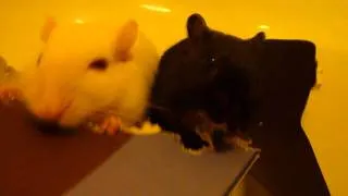 Gerbil SlowMotion! :D