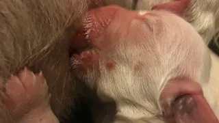 ENGLISH GOLDEN RETRIEVER GIVING BIRTH.