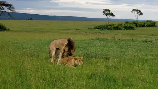 Making babies by Lions