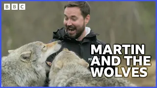 Martin Steps Into A Wolf Enclosure | Martin Compston’s Norwegian Fling