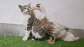 Cat Vs Duck | Funny Fighting 🤣 | Funny Animals | Duck And Cat