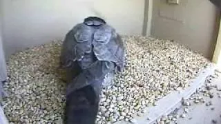 First Egg for Columbus Peregrine Falcons