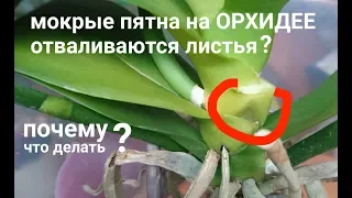 на ОРХИДЕЯХ мокрые полупрозрачные пятна, почему и что делать?