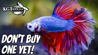 Don't Buy A Betta Fish Without Watching This First. 10 Things You Should Know About Betta Fish.
