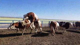 Bulls & Cows Mating 2021 | Animal Mating 2021 | Cow Mating | Bull Mating 4
