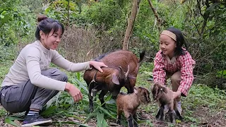 Taking Care Of Mother Goats Giving Birth / Harvesting Tubers To Sell At The Market _Farm Life.