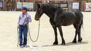 Horses That Push Into You On The Ground